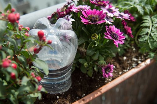 Wie Sie Pflanzen mit dem Flaschen-Trick bewässern