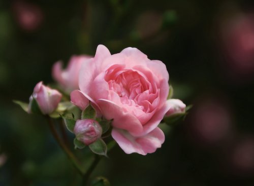 Wussten Sie, dass man Rosen auch als Bodendecker pflanzen kann?