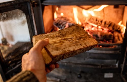 Schädlinge kommen mit Brennholz ins Haus – wie gefährlich sind sie?