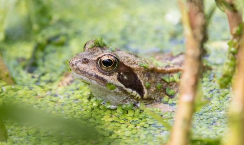Darf man quakende Frösche im Gartenteich vertreiben?
