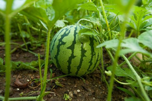 Melonen im eigenen Garten anbauen und ernten