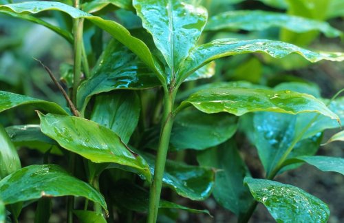 Galgant – die unterschätzte Heilpflanze für Kübel und Garten