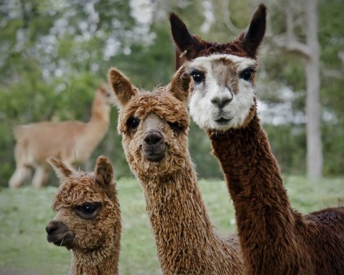 Welche Tiere darf man im Garten halten? - myHOMEBOOK