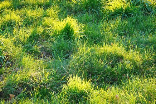 How to get rid of crabgrass: A comprehensive guide