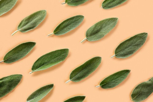 Why do people sage their homes? How to cleanse your space?