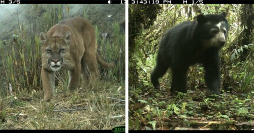Scientists Use Camera Traps To Create World’s Largest Photo Database of Amazon Wildlife