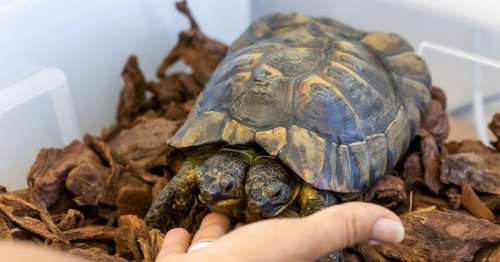 World's Oldest Two-Headed Tortoise Celebrates 25th Birthday With a Special Party