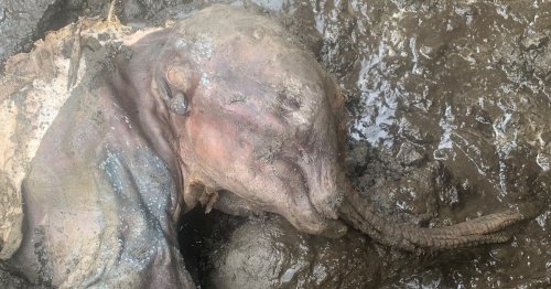 Gold Miners Accidentally Discover First Baby Woolly Mammoth in North America