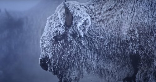 Poetically Eye-Opening Look at What Winter Looks Like at Yellowstone National Park
