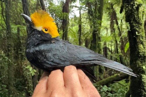 Researchers Spent Six Weeks in the Jungle to Capture the First Images of a Bird Long Thought Lost