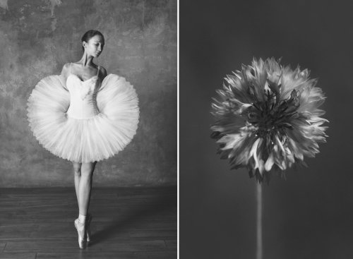 Side-By-Side Photos Reveal Stunning Connection Between Ballet Dancers and Blooming Flowers