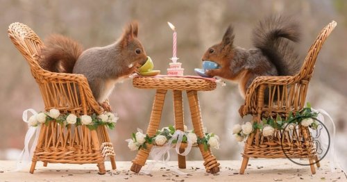 Curious Red Squirrels Interact With Tiny Props To Create the Most Adorable Photos