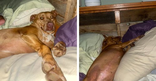 Couple Wakes Up and Finds a Stranger’s Dog Casually Sleeping in Their Bed