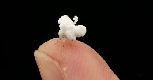 This Tiny Fluff Is Actually an Insect That Looks Like a Walking Piece of Popcorn