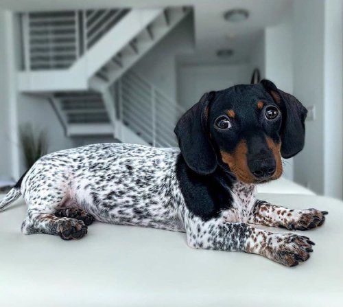 Adorable Puppy Has a Cute Dachshund Head and a Spotted Body Like a Dalmatian