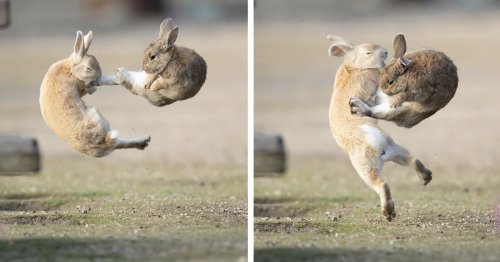 Photographer Captures Rabbits Fighting in Midair Like an Epic Anime Battle