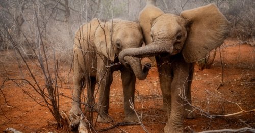100+ Photographers Contribute Their Work To Raise Funds for 13 Orphaned Elephants