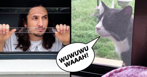 Musician Transforms Neighbor’s Noisy Cat’s Meows Into a Catchy Multi-Chorus Song