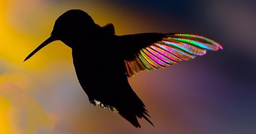 After Three Summers, Man Finally Gets Photos of Hummingbird With Rainbow Wings