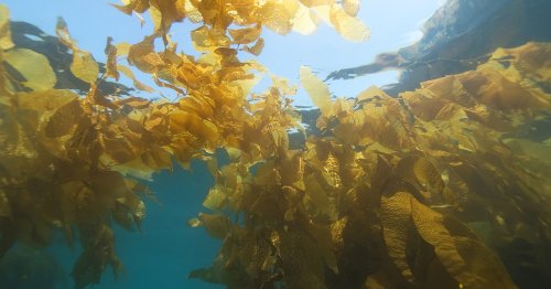 Seaweed Farming Offers a Solution To Fighting the Climate Crisis and World Hunger