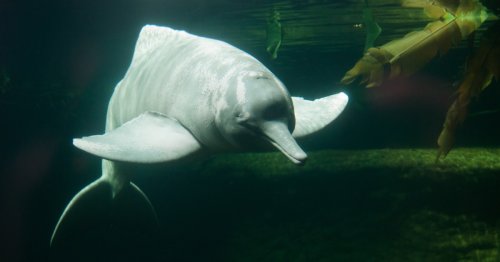 Over 100 Dolphins Are Found Dead in the Amazon River Amid a Historic Drought and 102-Degree Temperatures