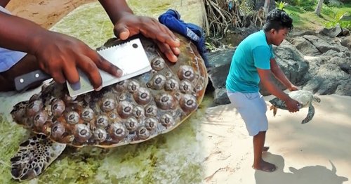 Watch How a Helpful Guy Saves Local Sea Turtles From Unnecessary ...