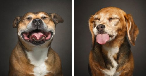 Adorable Portraits of Senior Dogs Still Full of Adorable Personality