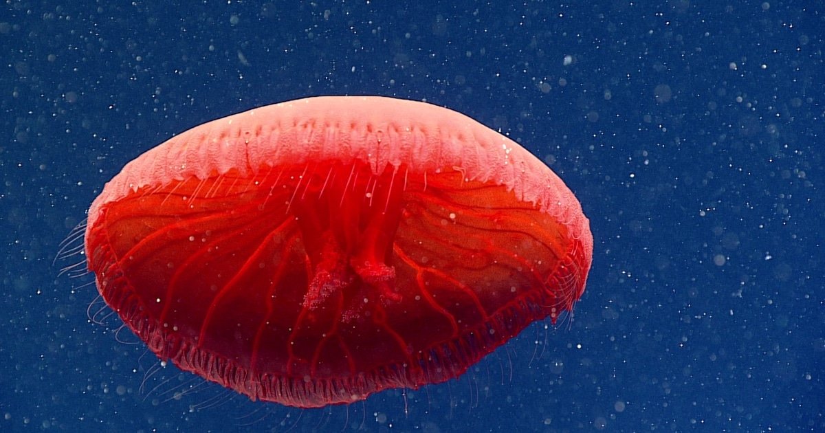 Stunning New Red Jellyfish Species Photographed in the Deep Sea