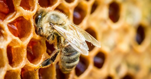 Scientists Develop a Vaccine That Could Help Save the Honey Bees