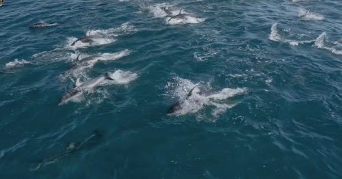 Super Pod Made up of Over 2,500 Dolphins Captured on Video off the Monterey Coast