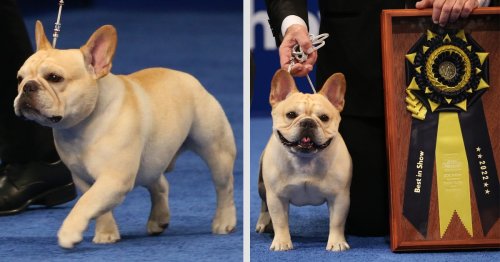 Winston the French Bulldog Wins the 2022 National Dog Show