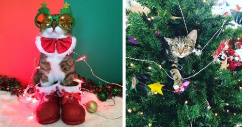 Adorable "Christmas Cats of Instagram" Get Into the Holiday Spirit