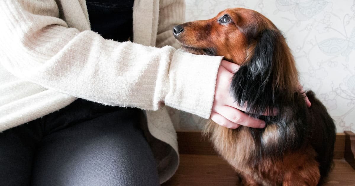 Study Finds That Petting Dogs May Give Us the Same Brain Benefits as Socializing With Humans