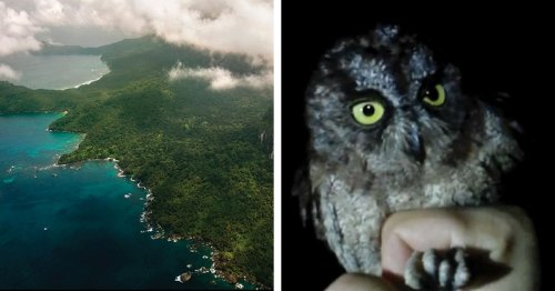New Owl Species Has Been Documented on Príncipe Island off the Coast of Africa