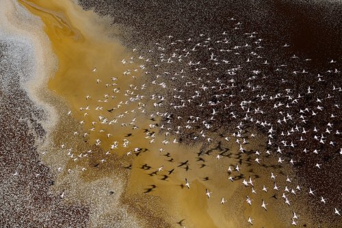 Heartbreaking "Bitter Death of Birds" Photo of Tops the 2022 Environmental Photographer of the Year Contest