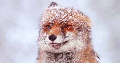 Enchanting Photos of Red Foxes Dusted With Snow Enjoying Wintertime Weather