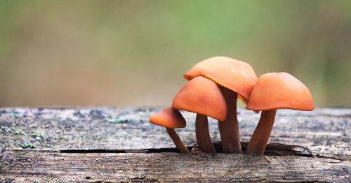 Mushrooms Have Their Own Language With Up to 50 "Words"