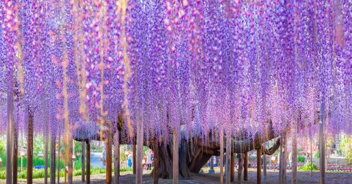 See How Wisteria Trees Make Spring the Most Magical Time to Be in Japan