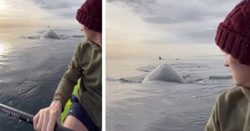 Friendly Whales Approach Two Paddlers in Puerto Madryn, Argentina