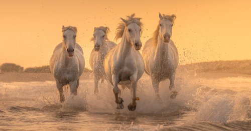 Striking Portraits Showcase the Wild Beauty of Camargue Horses in Southern France