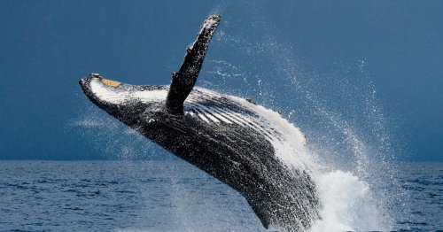 Researchers Report First Conversation Between Humans and Humpback Whales