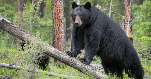 Hiker Fends Off A Terrifying Bear Attack On A Mountain And Captures The ...