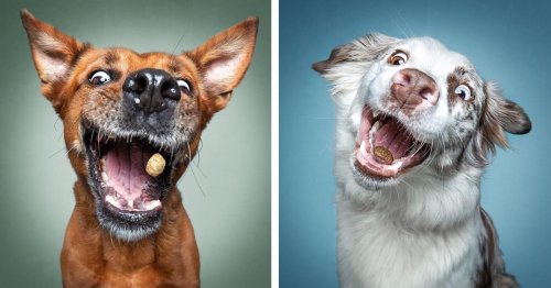 Funny Photos of Dogs Concentrating on Catching Treats in Mid-Air