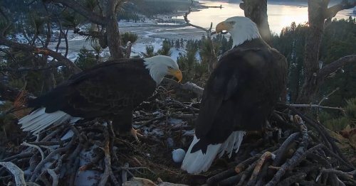 New Jersey bald eagle population continues to climb, with 250 active