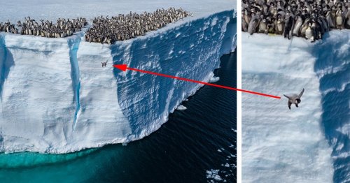 Watch Penguin Chicks Jump off 50-Foot Ice Cliff To Go for Their First Swim in Unprecedented Footage
