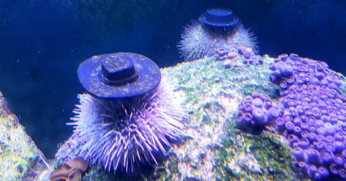 Sea Urchin Wear Shells Like Hats, So Aquarists Made Tiny Hats for Them To Wear Instead