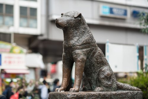 The Last Picture Ever Taken of Hachikō Shows the Love and Reverence the Japanese Had for the Dog