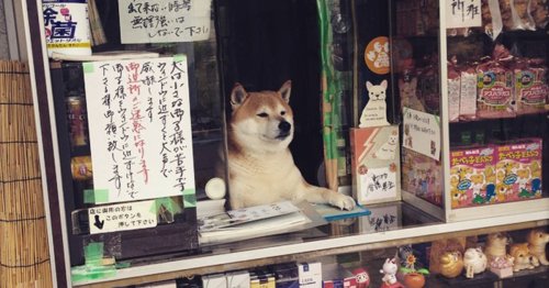 This Adorable Shiba Inu Spent Years “Working” as a Shop Assistant at a Tobacco Shop in Tokyo