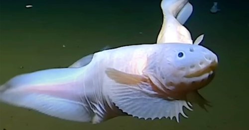 World’s Deepest Fish Caught on Camera for the First Time at Over 27,000 ...