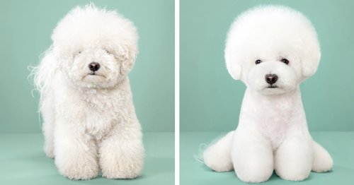 Adorable Dog Portraits Before and After Japanese Grooming Makeovers